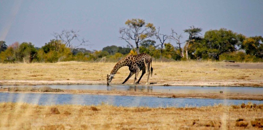 Ivory Lodge Dete Bagian luar foto